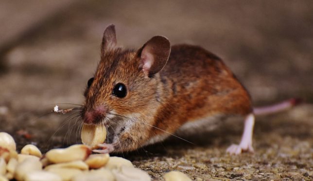 rodent