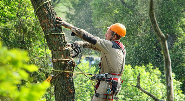 tree service company
